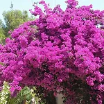 Provençale â Maxime, Golf De Saint Tropez *