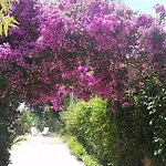 Villa Provencale A Maxime, Golf De Saint Tropez