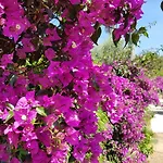 Provencale A Maxime, Golf De Saint Tropez Sainte-Maxime