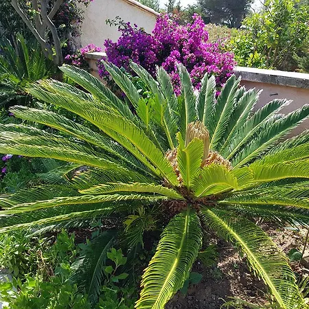 Provencale A Maxime, Golf De Saint Tropez וילה