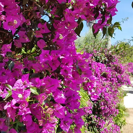 Provencale A Maxime, Golf De Saint Tropez סן-מקסים
