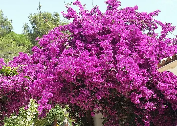 Provencale A Maxime, Golf De Saint Tropez *